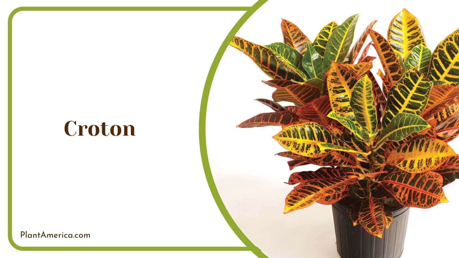 Colourful Croton Plant Plant America