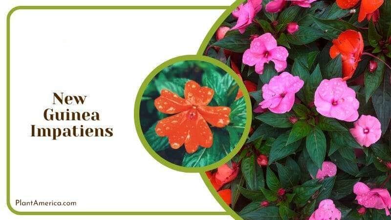 Colourful New Guinea Impatiens blossoming PlantAmerica