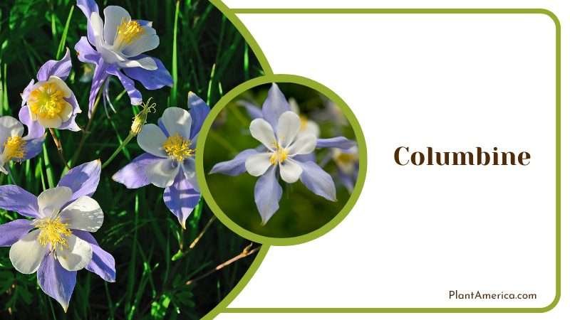 Columbine in Sunlight Plant America