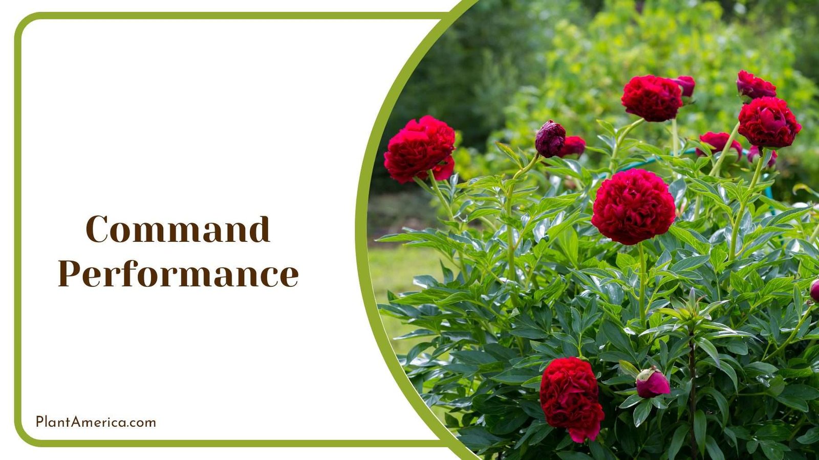 Command Performance Shrubs Plant America