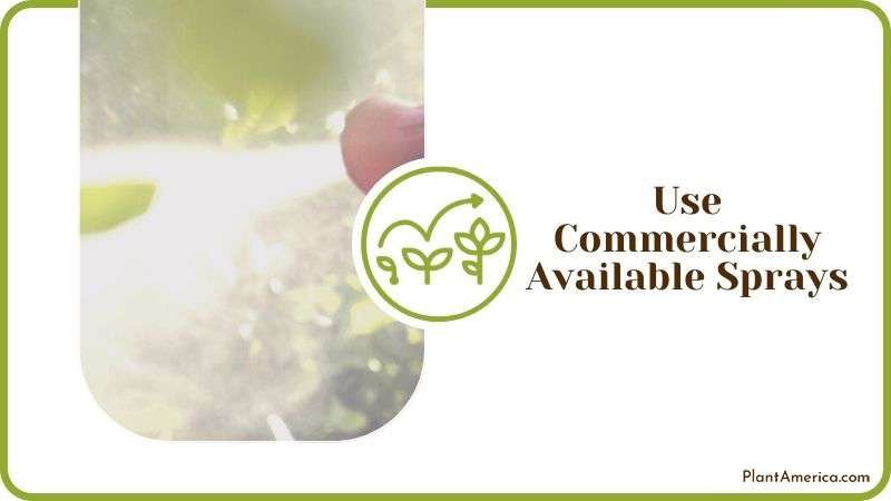 Commercial Sprays to Kill Ivy Plant America Commercial Sprays to Kill Ivy Plant America