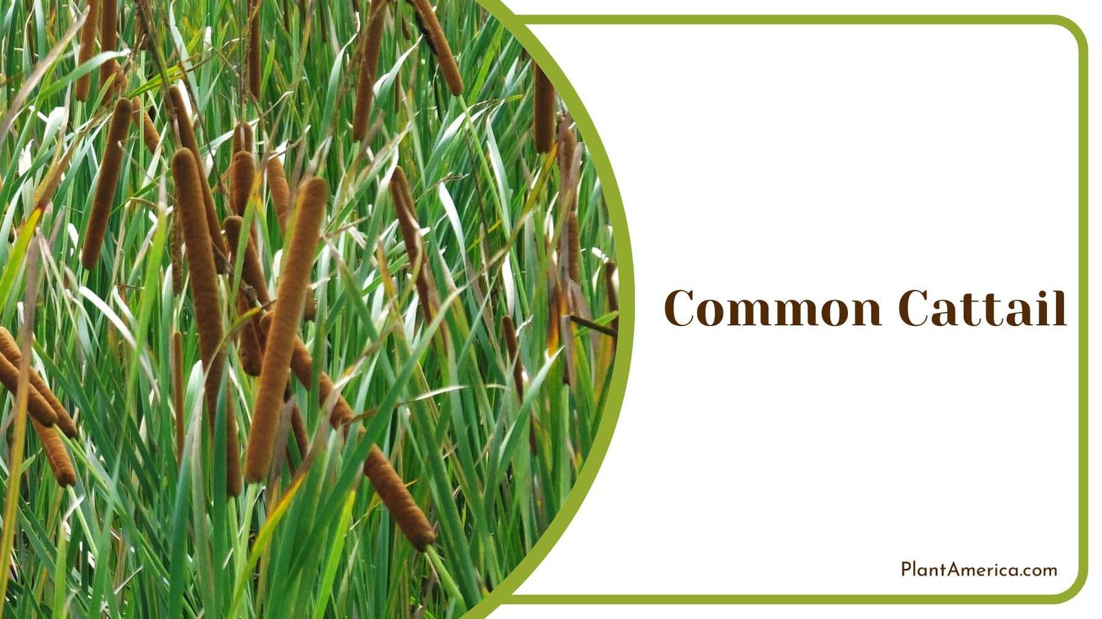 Common Cattail Growing on a Ranch Plant America