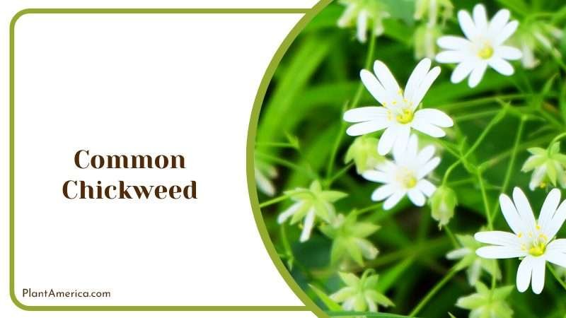 Common Chickweed Groundcover Plant America