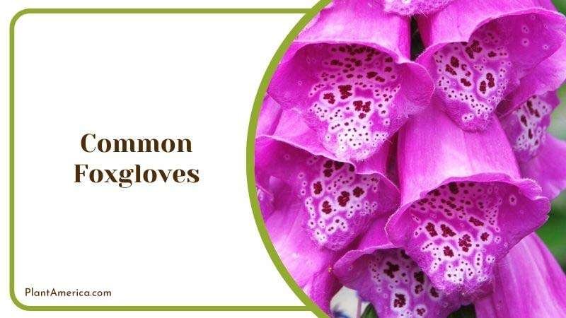 Common Foxgloves Plant America Common Foxgloves Plant America