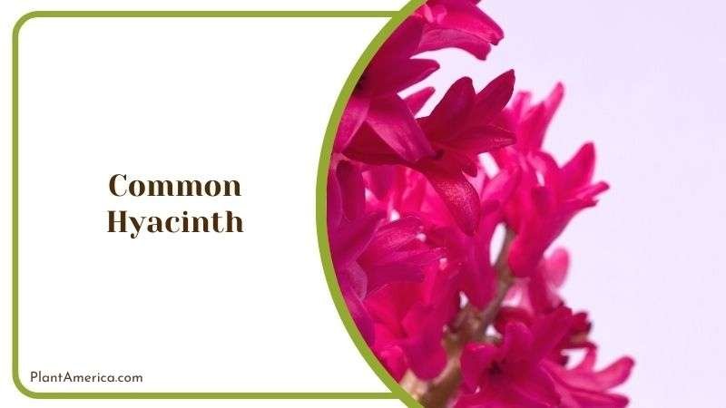 Common Hyacinth Plant America
