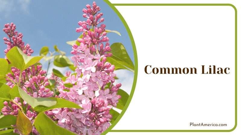 Common Lilac Growing Season PlantAmerica