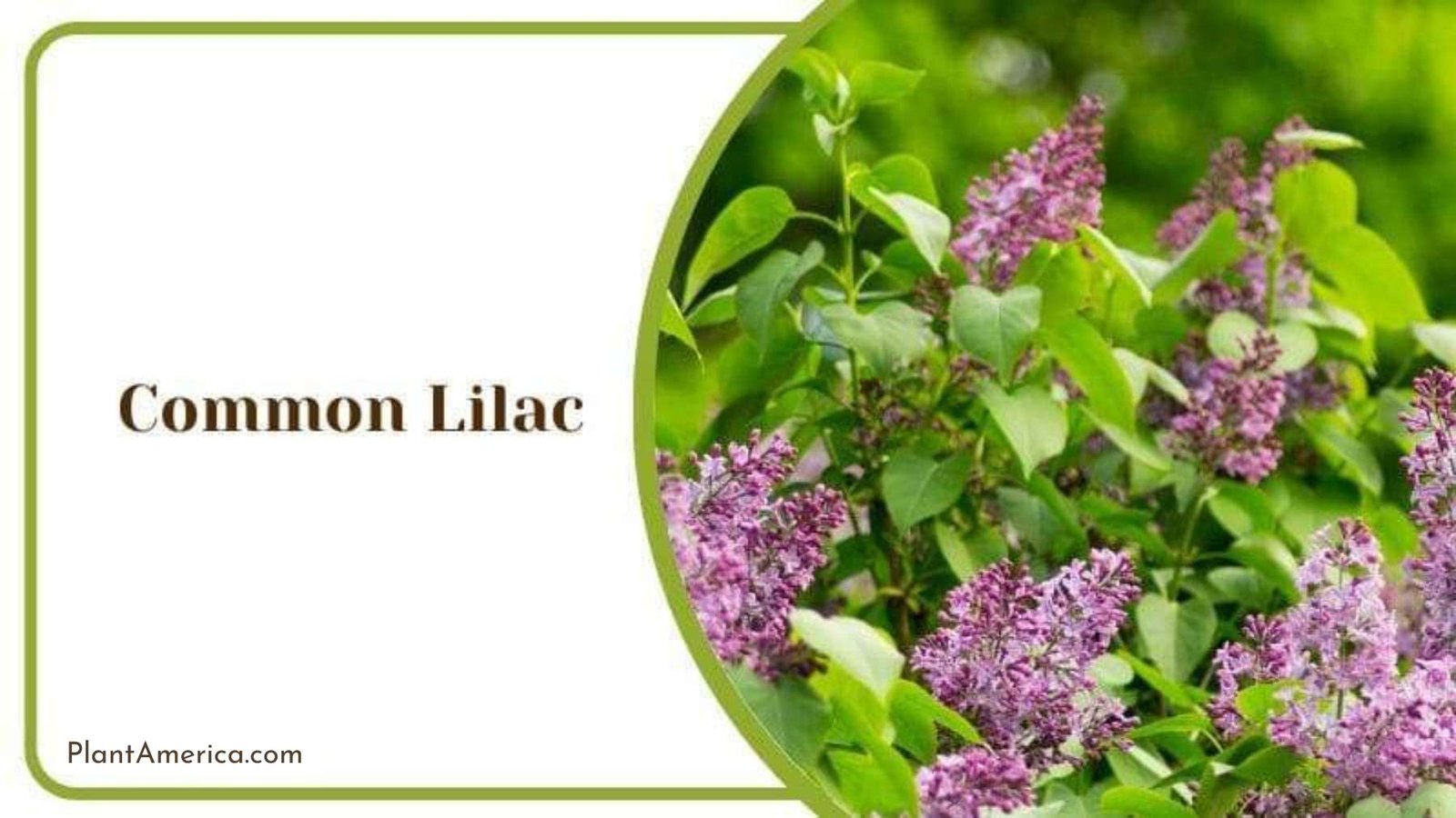 Common Lilac Plant America