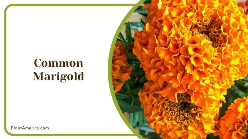 Common Marigold Blooms PlantAmerica
