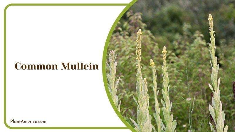 Common Mullein Yellow Flowers