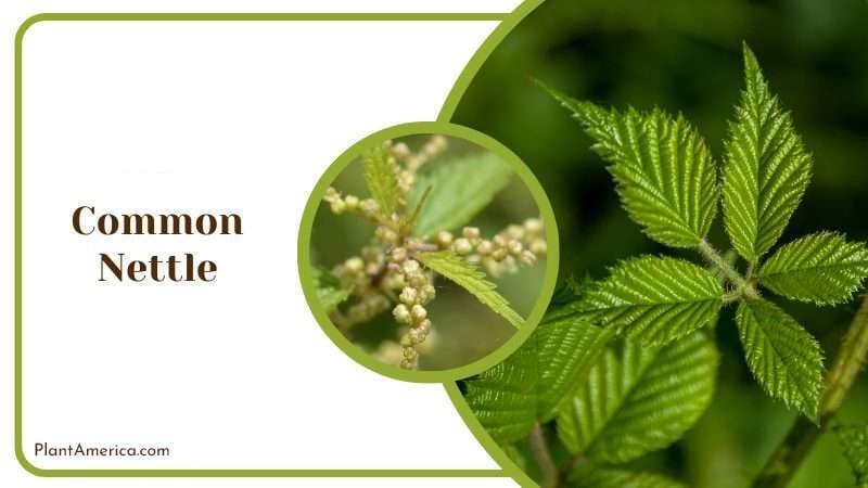 Common Nettle PlantAmerica