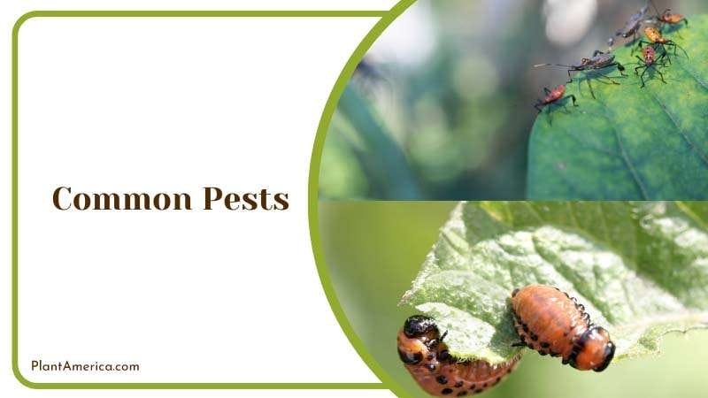 Common Pests for Rhaphidophora PlantAmerica