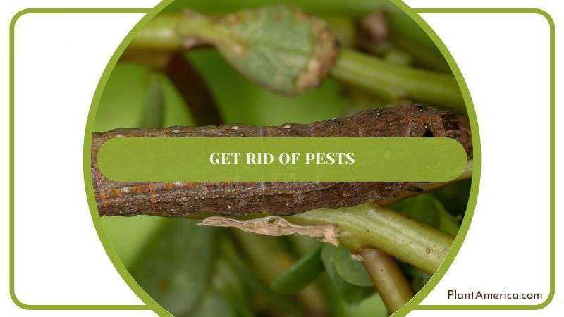 Common Pests in Iris Plants Plant America