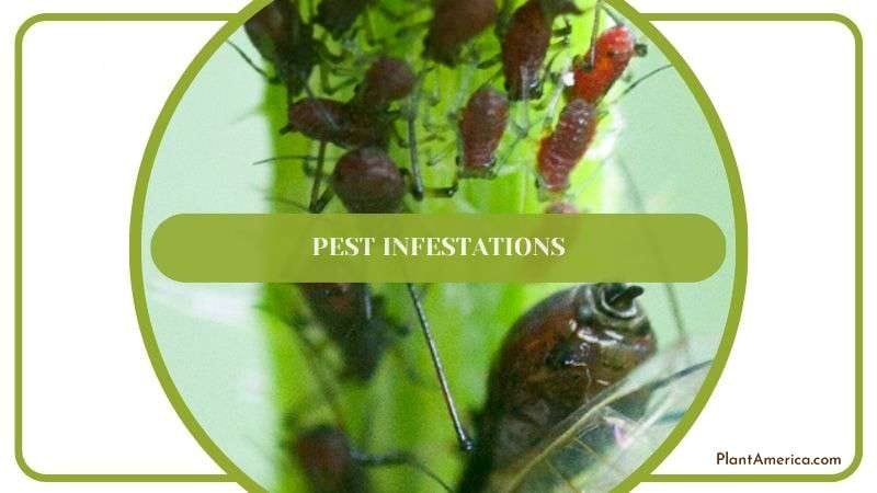 Common Pests in Philodendron Billietiae Plant America Common Pests in Philodendron Billietiae Plant America