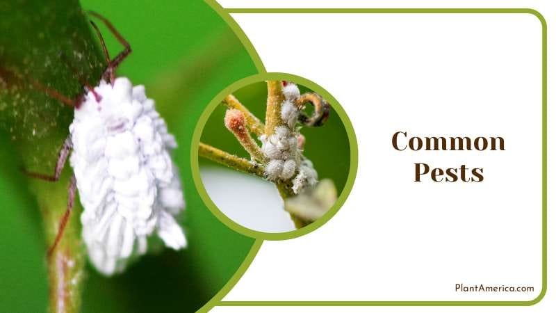 Common Pests in Philodendron Red Emerald PlantAmerica Common Pests in Philodendron Red Emerald PlantAmerica