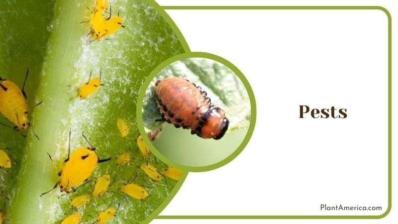 Common Pests in Tillandsia Bulbosa Plant America