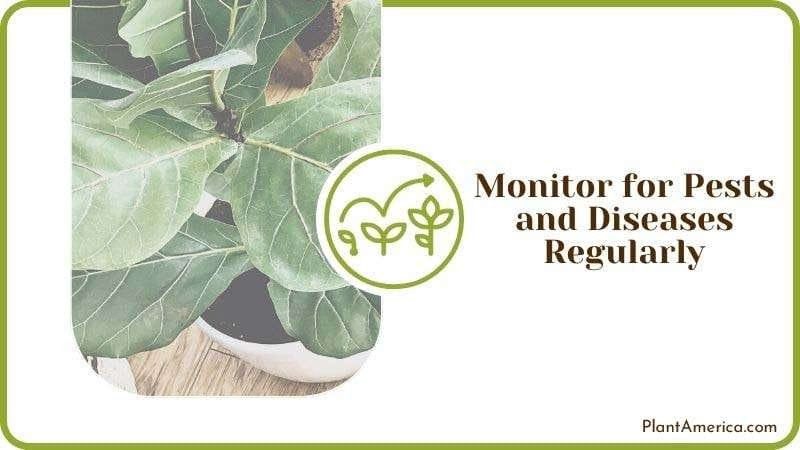 Common Pests of Fiddle Leaf Fig Plant America