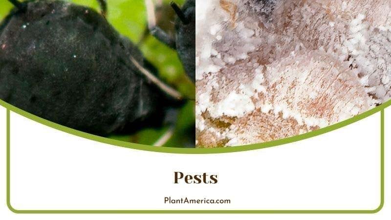 Common Pests of Philodendron Plant America 1