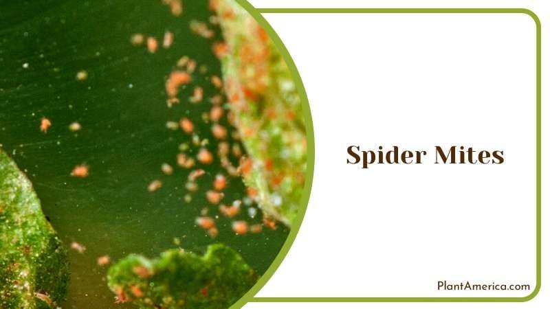 Common Problem for Indoor Plants Plant America