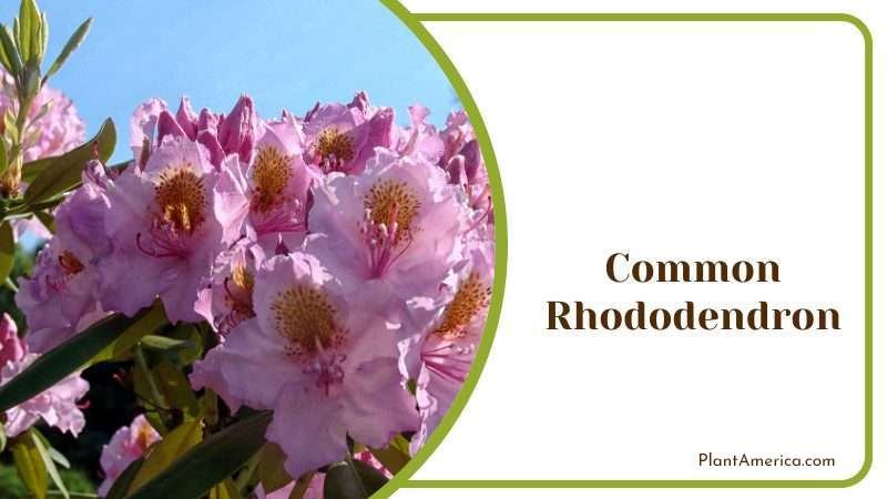 Common Rhododendron Plant America Common Rhododendron Plant America