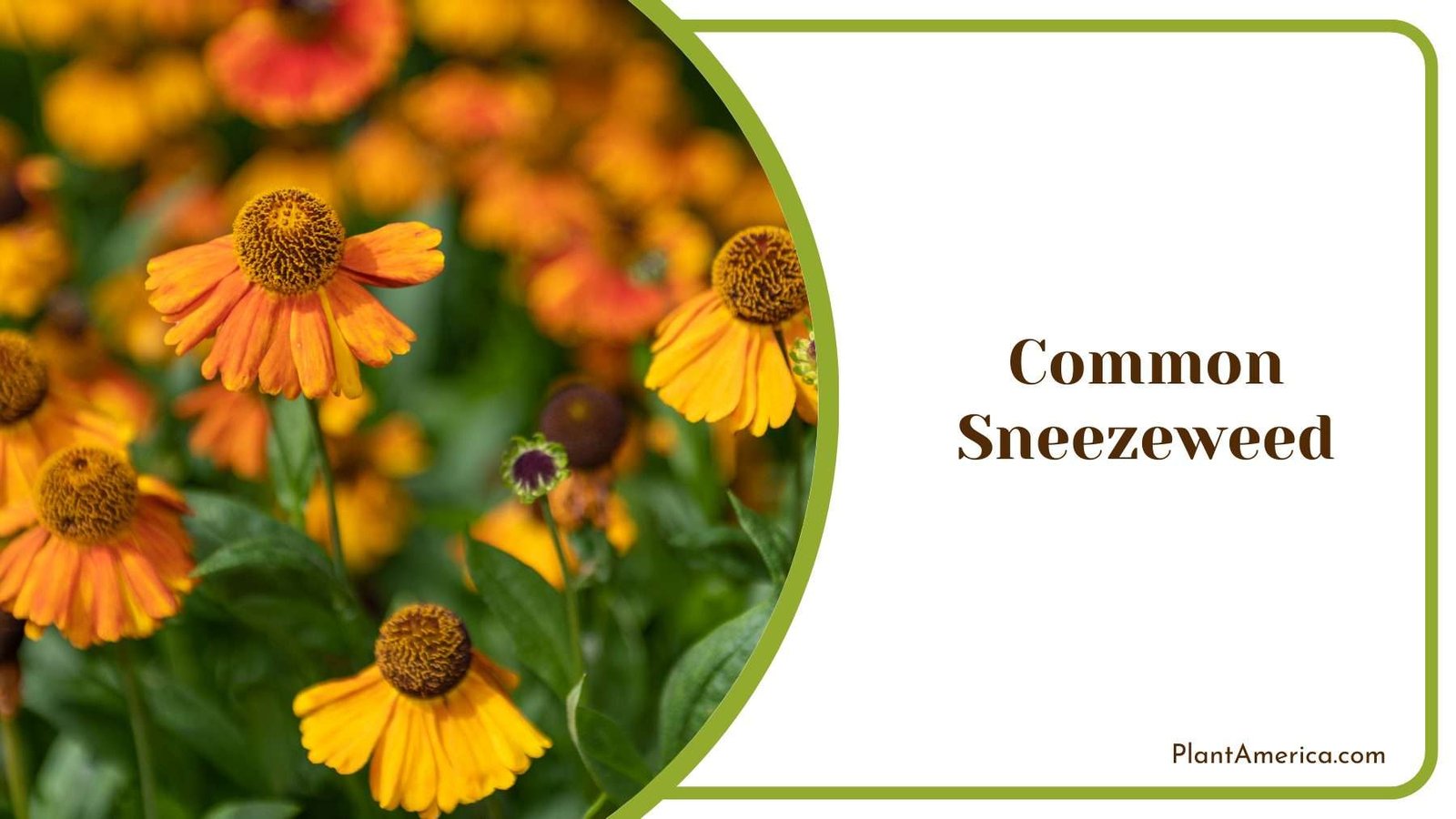Common Sneezeweed Plant America Common Sneezeweed Plant America