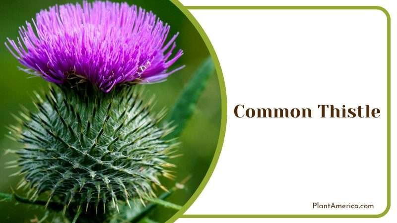 Common Thistle Weed Plant America Common Thistle Weed Plant America