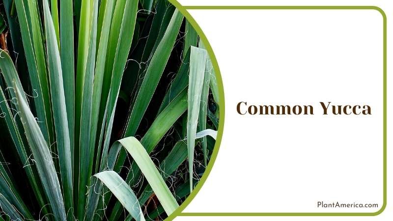 Common Yucca with Spiky Leaves Plant America
