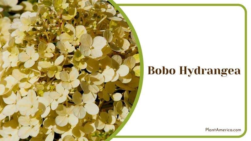 Compact Bobo Hydrangea Plant America 1