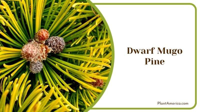 Compact Dwarf Mugo Pine Tree PlantAmerica Compact Dwarf Mugo Pine Tree PlantAmerica