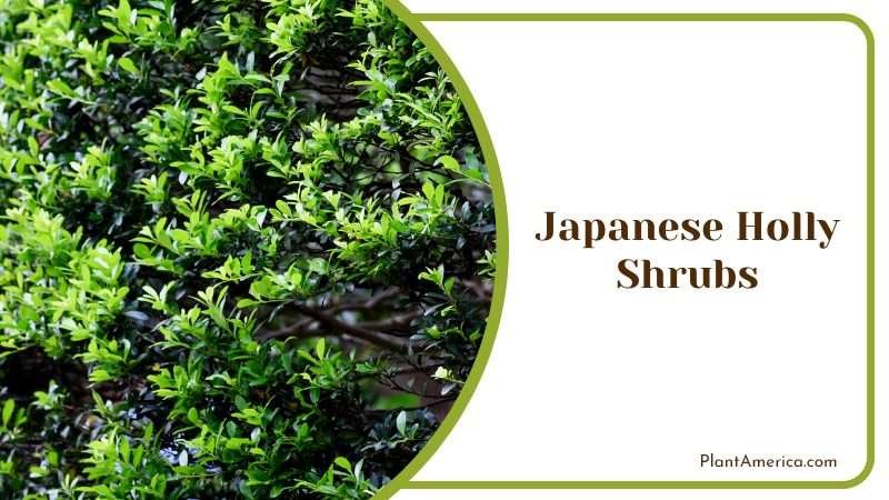 Compact Japanese Holly Bushes Plant America