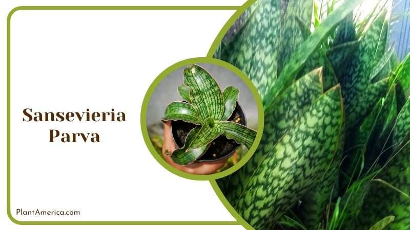 Compact Sansevieria Parva Succulents PlantAmerica
