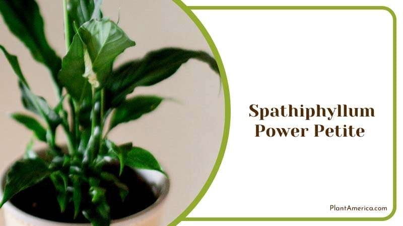 Compact and Shiny Perfect Houseplant PlantAmerica