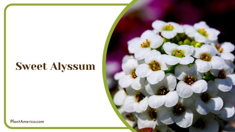 Companion Planting for Sweet Alyssum Plant America Companion Planting for Sweet Alyssum Plant America