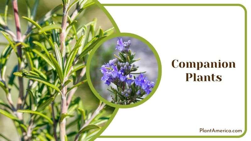 Companion Plants Plant America