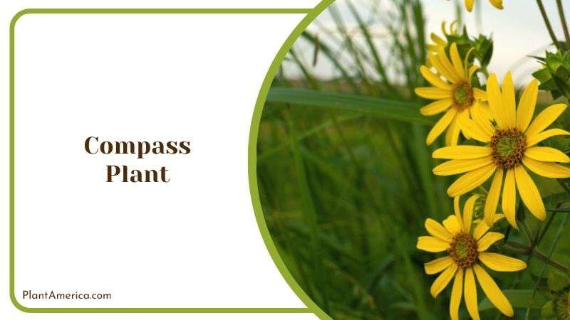 Compass Plant Plant America