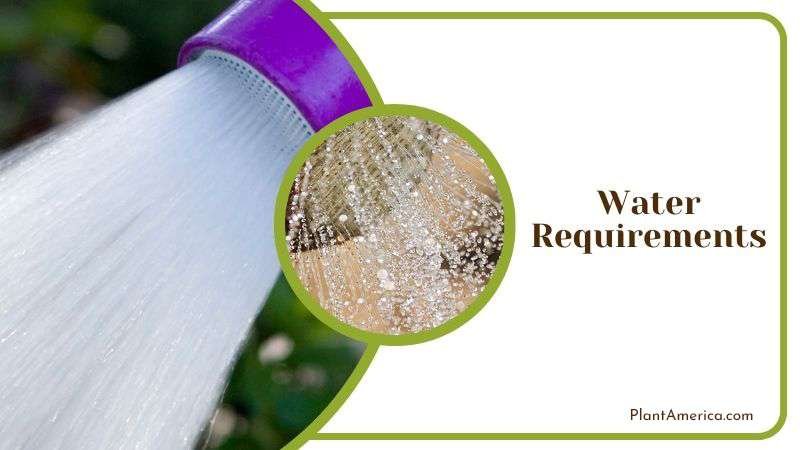 Complete Watering Tips for Senecio Plant Plant America