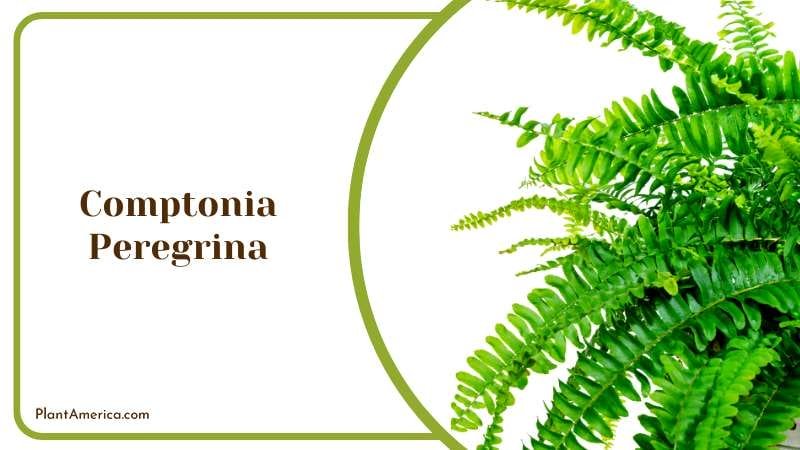 Comptonia Peregrina in a Pot Plant America