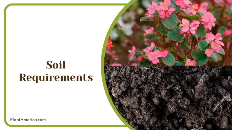 Conchifolia Soil Requirements ~ PlantAmerica