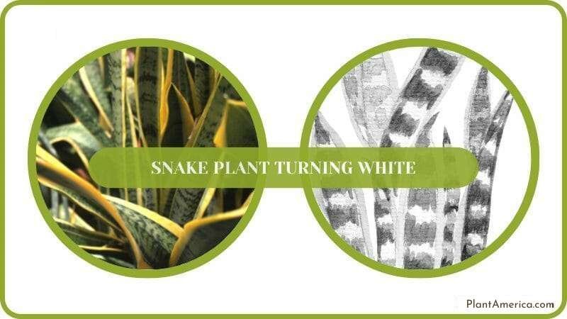 Conclusion Of Snake Plant Turning White Plant America