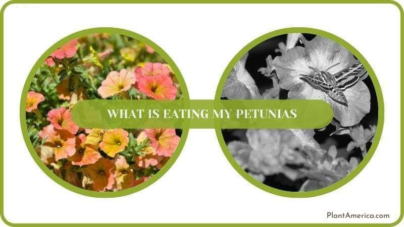 Conclusion What Is Eating My Petunias Plant America Conclusion What Is Eating My Petunias Plant America