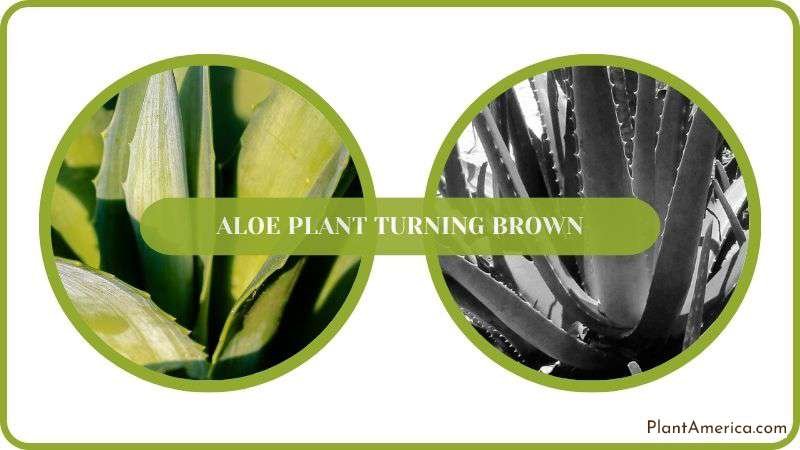 Conclusion of Aloe Plant Turning Brown Plant America