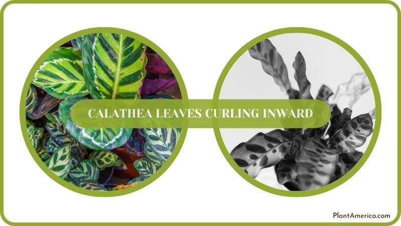 Conclusion of Calathea Leaves Curling Inward ~ PlantAmerica