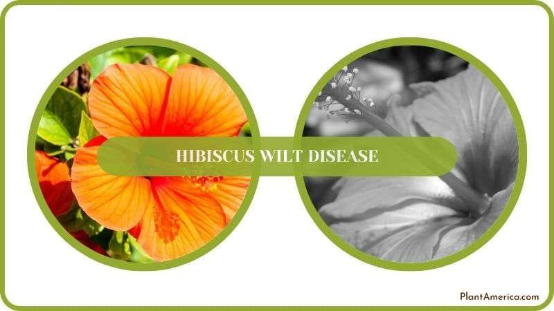 Conclusion of Hibiscus Wilt Disease Plant America