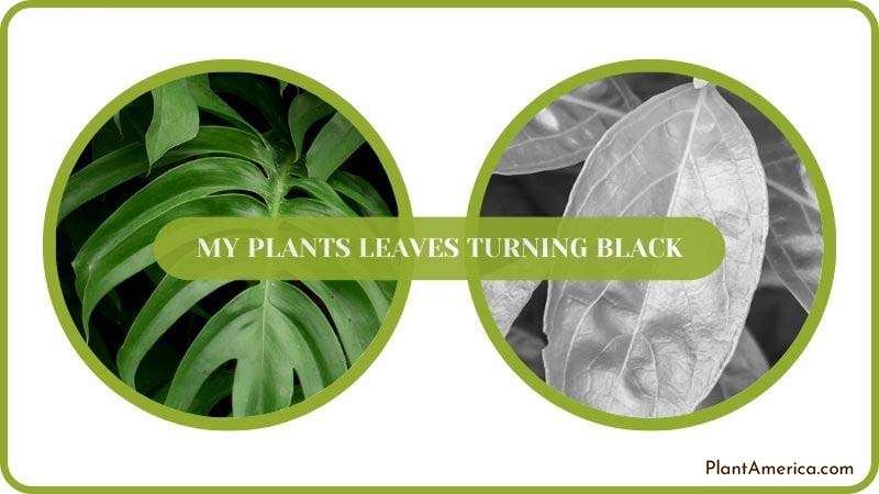 Conclusion of My Plants Leaves Turning Black Plant America