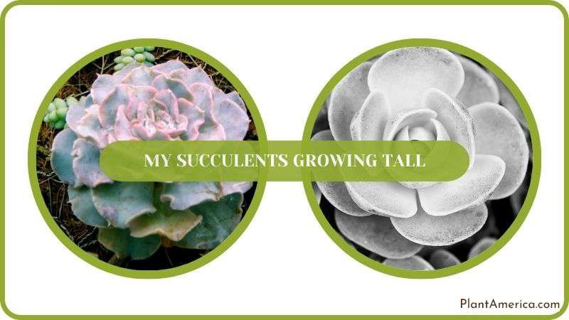 Conclusion of My Succulents Growing Tall Plant America