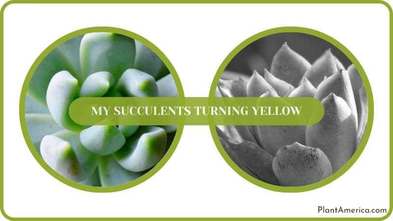 Conclusion of My Succulents Turning Yellow Plant America