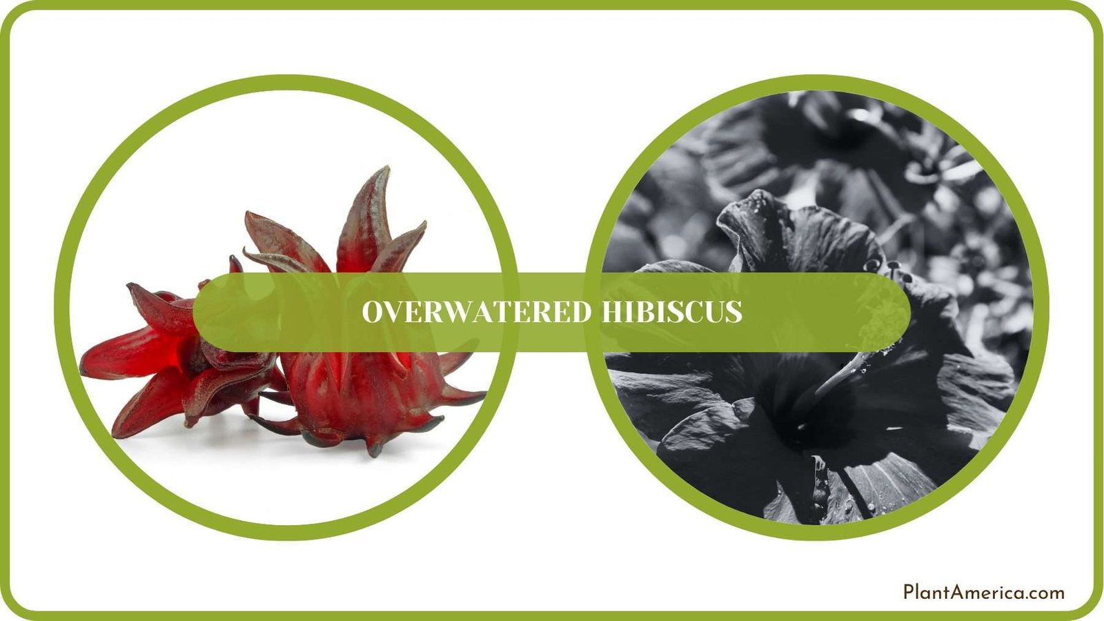 Conclusion of Overwatered Hibiscus Plant America