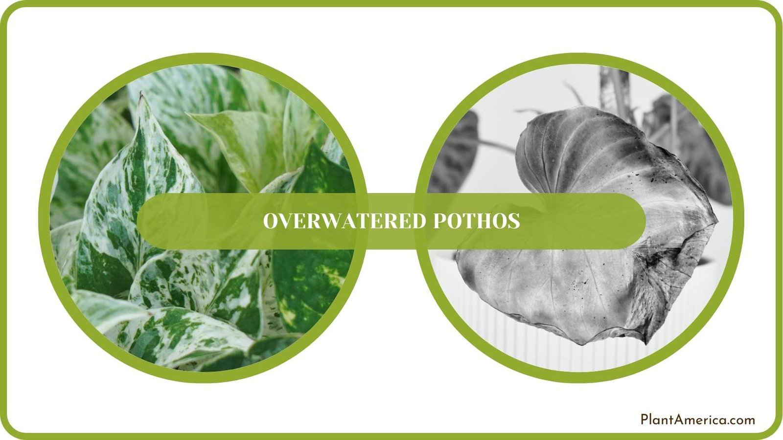 Conclusion of Overwatered Pothos Plant America Conclusion of Overwatered Pothos Plant America
