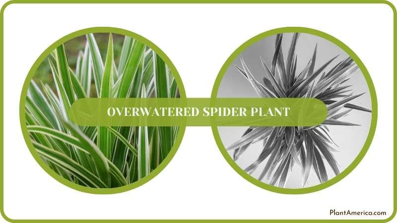 Conclusion of Overwatered Spider Plant Plant America