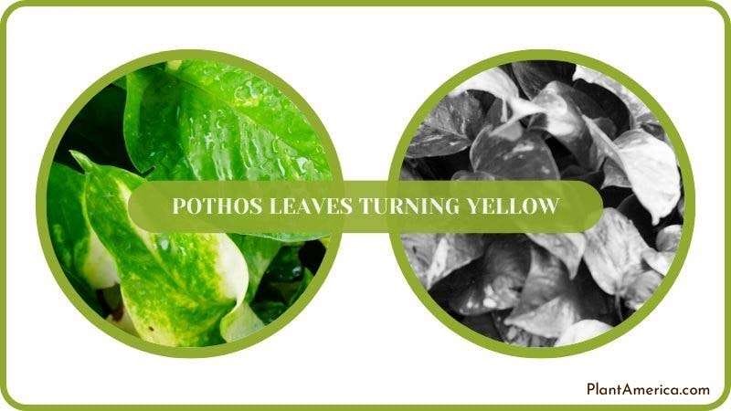 Conclusion of Pothos Leaves Turning Yellow Plant America