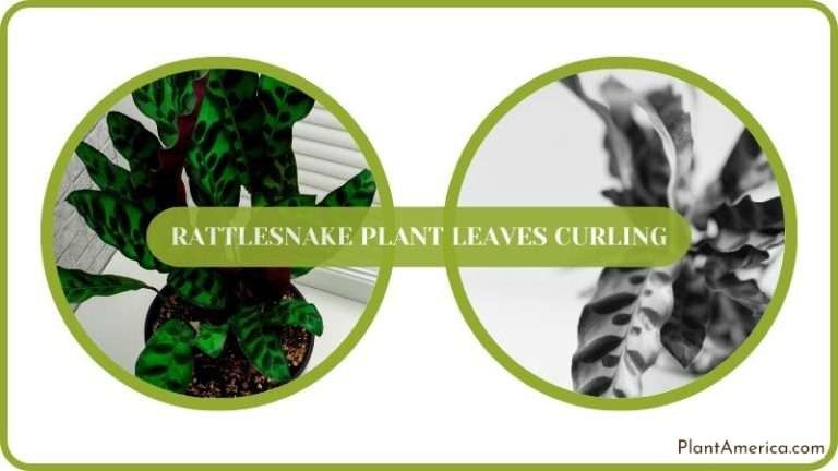 Rattlesnake Plant Leaves Curling: Why It Occurs & What To Do - Plant ...
